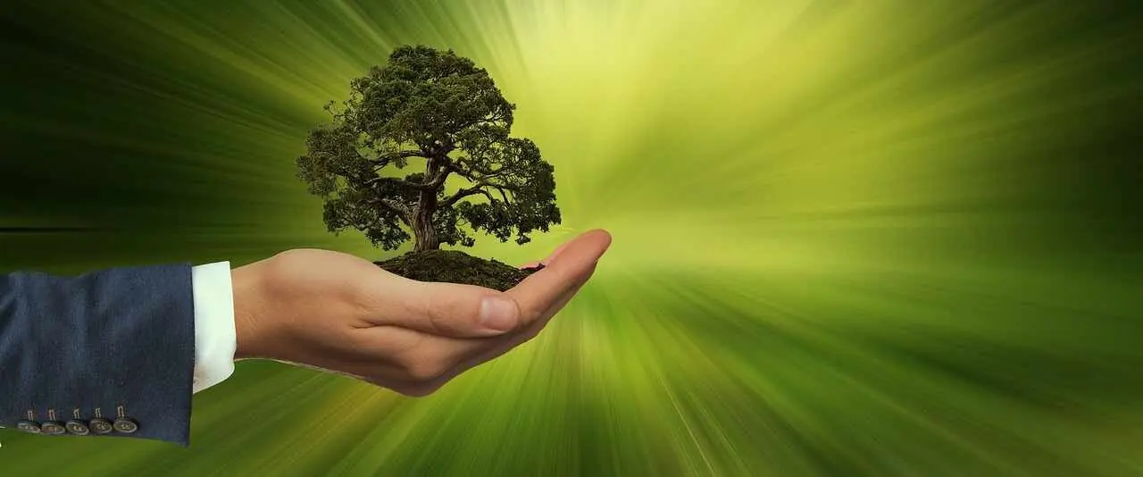 Main tenant un arbre miniature sur fond vert pour illustrer la responsabilité environnementale